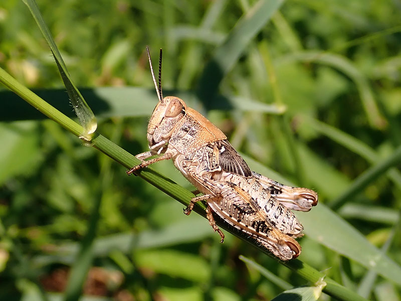 da identificare: cfr. Calliptamus sp.